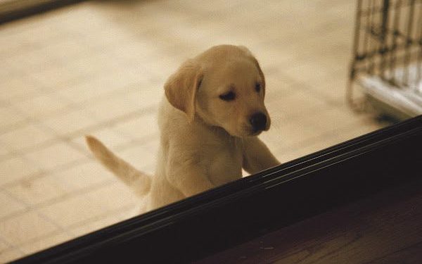 感動22年名作再現大銀幕 《再見了，可魯》推出數位經典重映