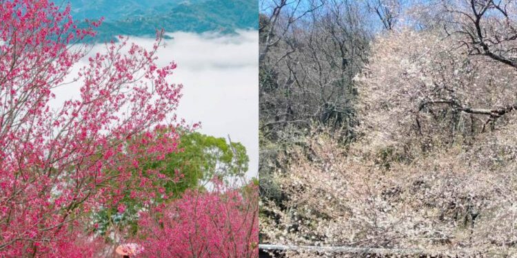 苗栗櫻花景點|協雲宮、霧社櫻王必去!6個避開人潮苗栗賞櫻秘境
