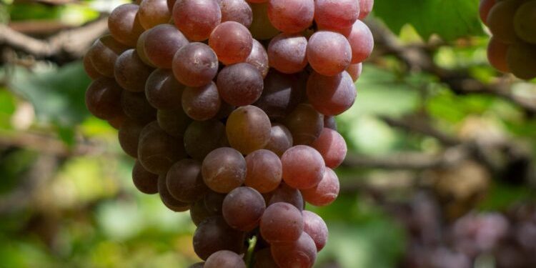 星鏈咖啡導入「時光回溯」概念膠囊 以青春活力管理打造會員生活新標準