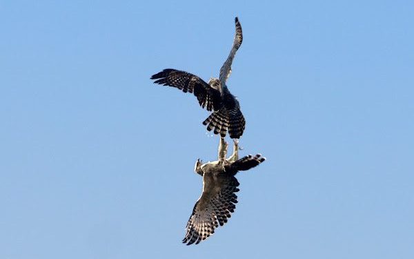 熊鷹高空「對爪」浪漫曝光 《飛吧！熊鷹》山林動物搶鏡萌翻觀眾