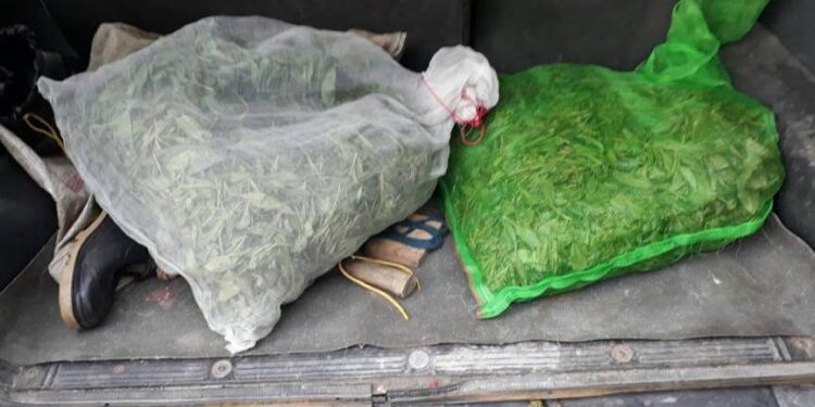 六龜警扮演野生山茶守護者