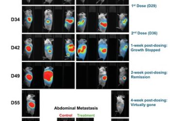 Lunai Bioworks 在臨床前人源化模型內，實現原發性和轉移性胰臟腫瘤的完全消退，標誌為同種異體癌症免疫療法的突破