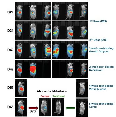 Lunai Bioworks 在臨床前人源化模型內,實現原發性和轉移性胰臟腫瘤的完全消退,標誌為同種異體癌症免疫療法的突破
