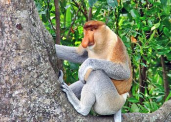 「深度汶萊 × 趣玩沙巴」一次收藏雙國風情 跨國海島旅遊首選