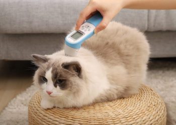 PetiMeti以「守護它　從家開始」的品牌願景　於台北寵物節發表智能體溫按摩梳　重新定義寵物居家照護