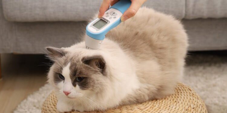 PetiMeti以「守護它　從家開始」的品牌願景　於台北寵物節發表智能體溫按摩梳　重新定義寵物居家照護