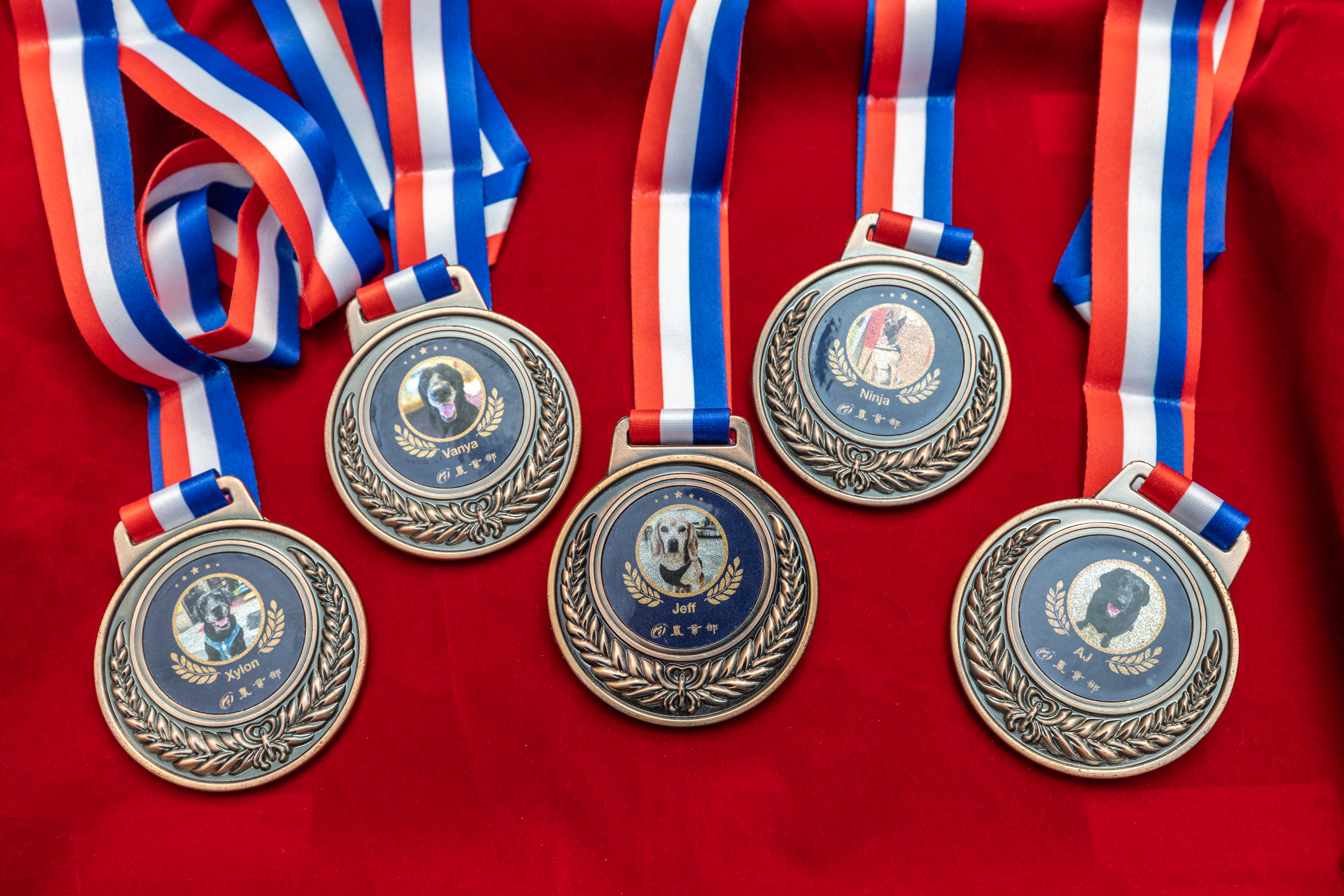 圖5_退役犬獎章