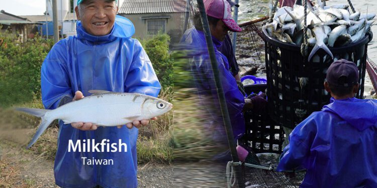 從台南鹽水到國際舞台揭開台灣「魚鱗膠原蛋白胜肽」生技研發之路