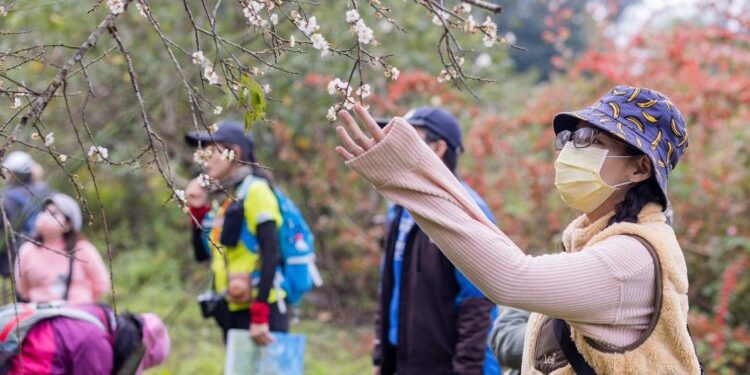 冬日雪白秘境！竹林休閒農業區「六龜梅花季」1/17、1/18盛大登場