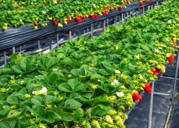 苗栗大湖草莓園推薦 高架採果親子友善 特色草莓品種香甜又好拍