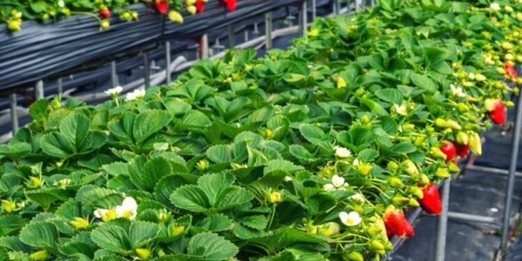 苗栗大湖草莓園推薦 高架採果親子友善 特色草莓品種香甜又好拍