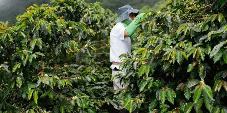 岢欣深耕咖啡產業多年 推出星鏈咖啡機