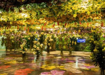 2026臺灣國際蘭展暨花卉科技展 5大展區搶先看