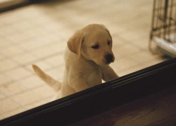 感動22年名作再現大銀幕 《再見了，可魯》推出數位經典重映