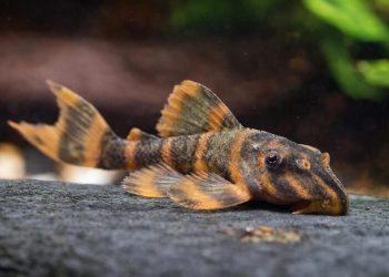 水族界平價精品 《洪色水族》提供健康活體安心入手優質平台