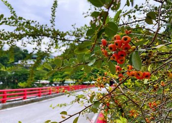 「原地扎根 韌性森活」林業保育署3/4贈苗活動