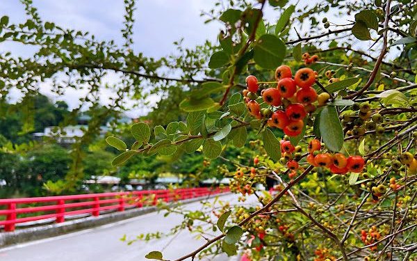 「原地扎根 韌性森活」林業保育署3/4贈苗活動