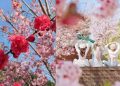 2026全台賞櫻景點|前進如夢似幻樂活公園、石壁風景區 見證粉紅爆擊