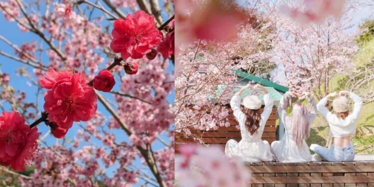 2026全台賞櫻景點｜前進如夢似幻樂活公園、石壁風景區 見證粉紅爆擊