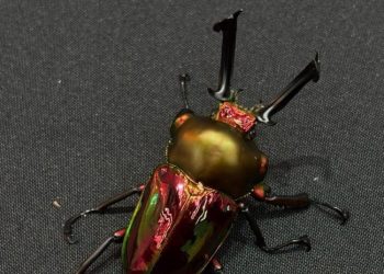 台南特殊寵物店推薦 10 年資深玩家教你養出帥氣甲蟲與爬蟲