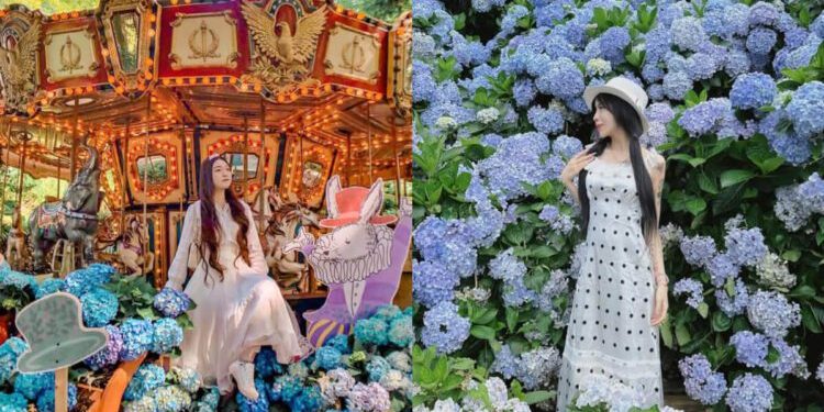 不只陽明山繡球花 不用上山 安森公園也能賞花 全台Top9繡球花景點