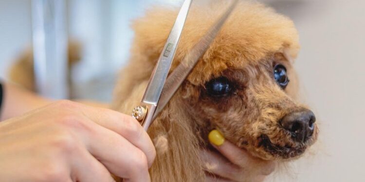 新莊寵物美容累積八年實務經驗 從愛犬命名到一對一照護 打造毛孩安心第二個家